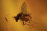 Fossil Fly (Diptera) & Thrip (Thysanoptera) In Baltic Amber - Rare! #102779-1